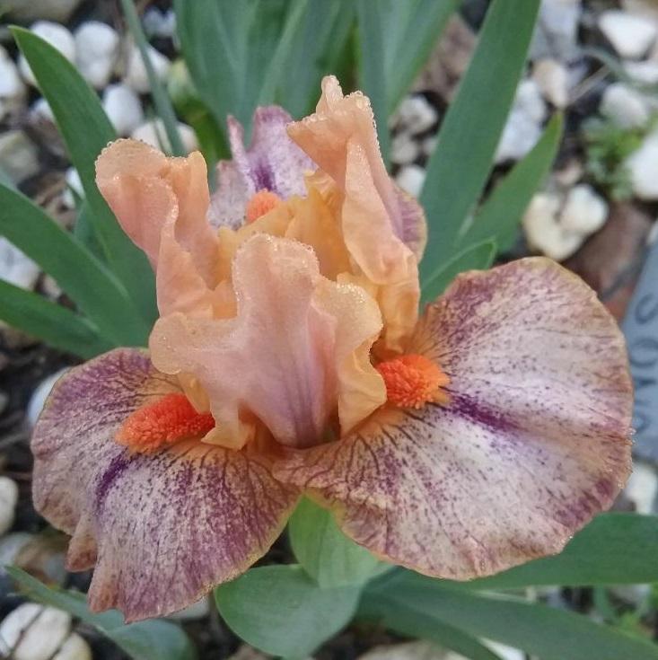 Photo of Standard Dwarf Bearded Iris (Iris 'Little Love Song') uploaded by grannysgarden