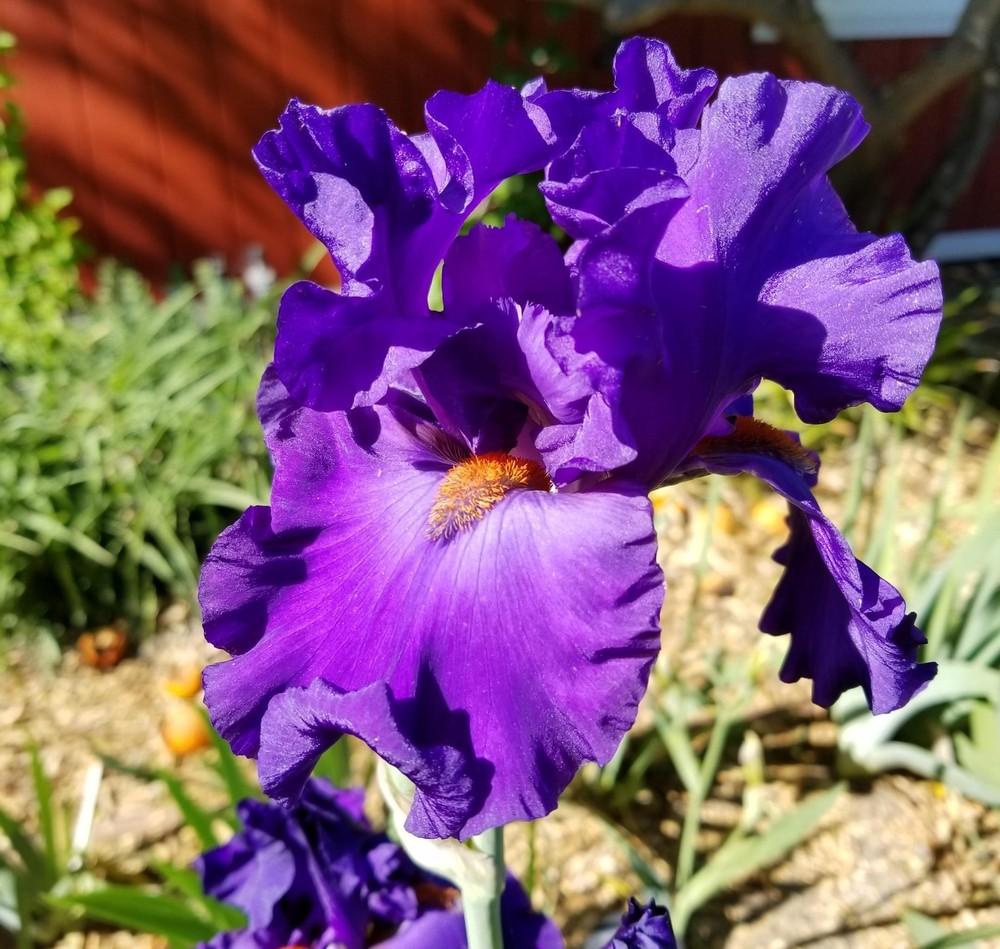Photo of Tall Bearded Iris (Iris 'Paul Black') uploaded by jigs1968