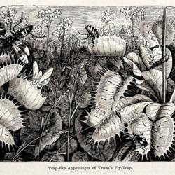 
Date: c.1872
illustration from 'The Garden', 1872