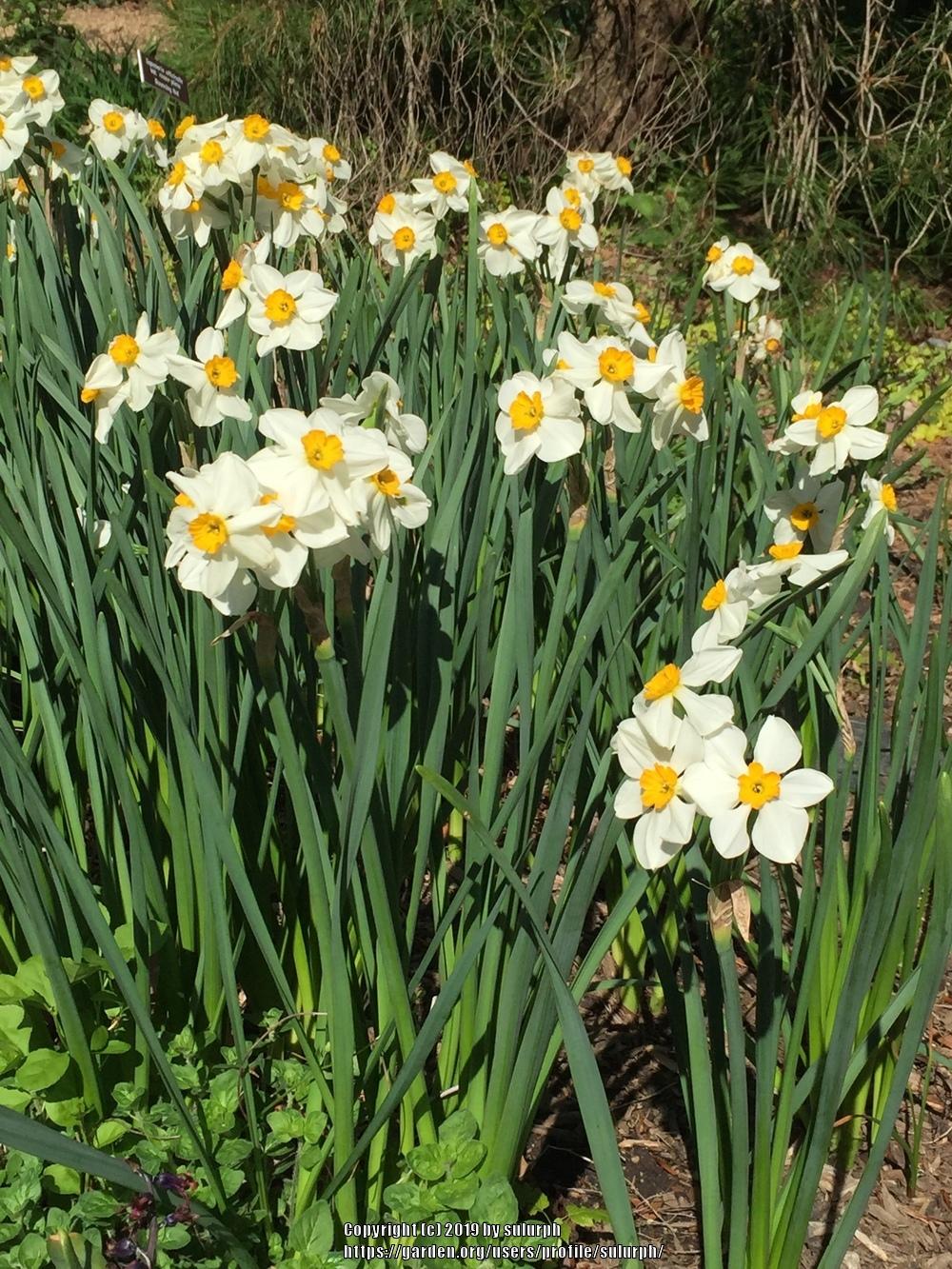Photo of Daffodil (Narcissus 'Geranium') uploaded by sulurph