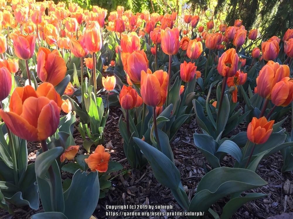 Photo of Triumph Tulip (Tulipa 'Prinses Irene') uploaded by sulurph
