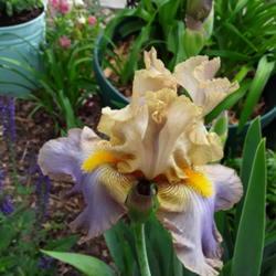 Location: My Caffeinated Garden, Grapevine, TX
Date: 2019-04-12
Wonderful colors...probably my most favorite iris from Debra!