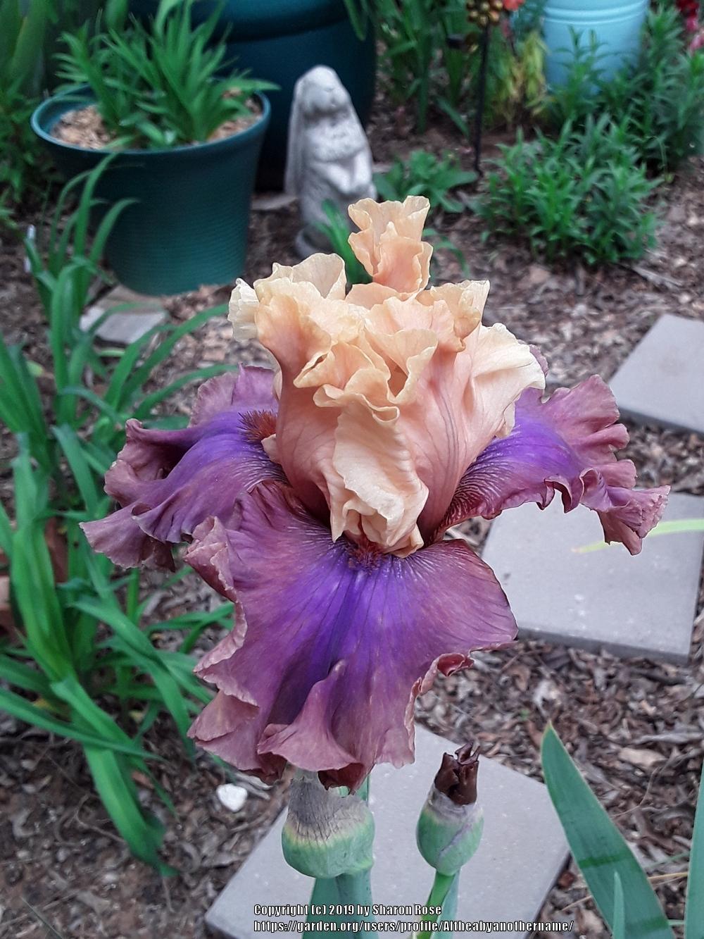 Photo of Tall Bearded Iris (Iris 'Show Your Colours') uploaded by Altheabyanothername