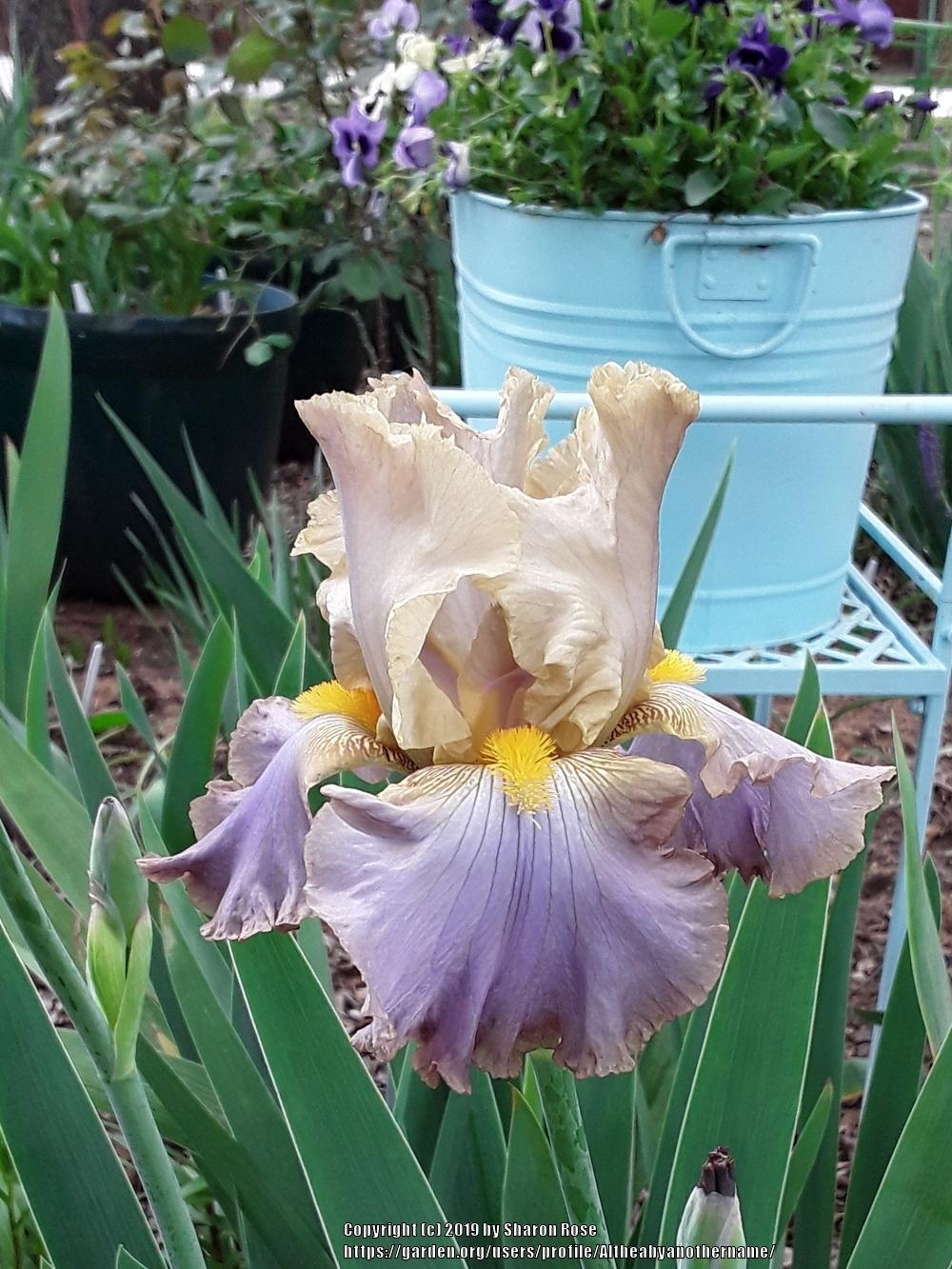 Photo of Tall Bearded Iris (Iris 'Obi-Wan Kenobi') uploaded by Altheabyanothername