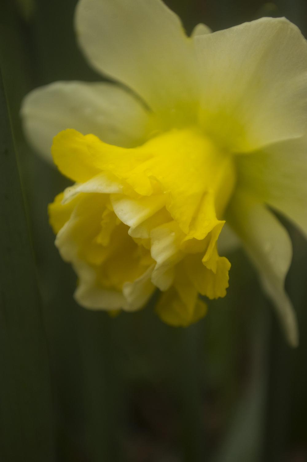 Photo of Double Daffodil (Narcissus 'Wave') uploaded by AudreyDee