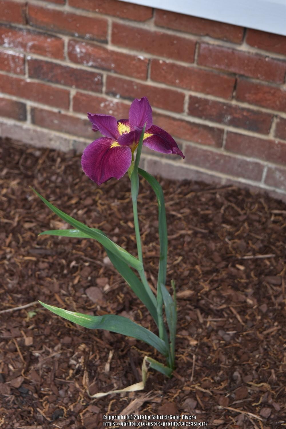 Photo of Louisiana Iris (Iris 'Mighty Rich') uploaded by Cuzz4short