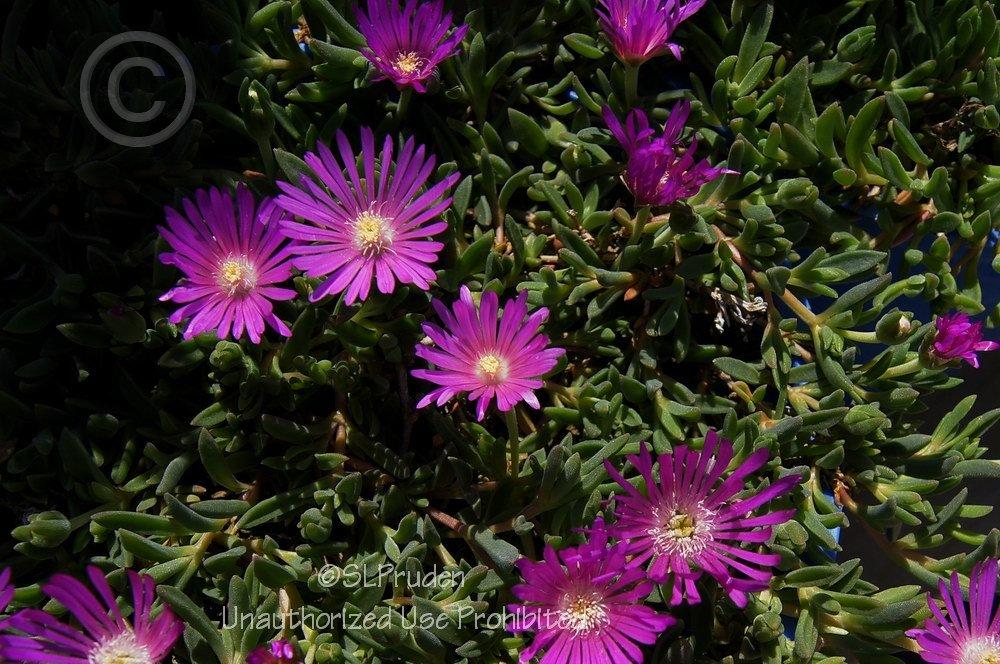 Photo of Ice Plant (Delosperma obtusum Table Mountain®) uploaded by DaylilySLP