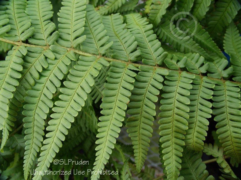 Photo of Mexican Male Fern (Dryopteris pseudofilix-mas) uploaded by DaylilySLP