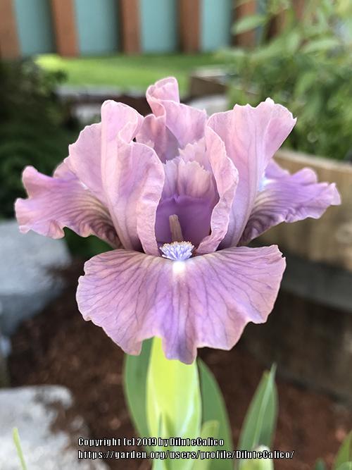 Photo of Standard Dwarf Bearded Iris (Iris 'Cheery Blush') uploaded by DiluteCalico