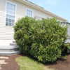two shrubs at deck