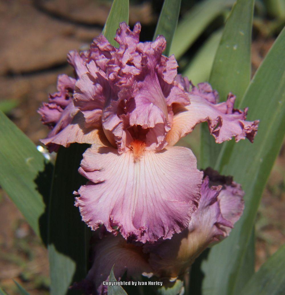 Photo of Tall Bearded Iris (Iris 'Social Graces') uploaded by Ivan_N_Tx