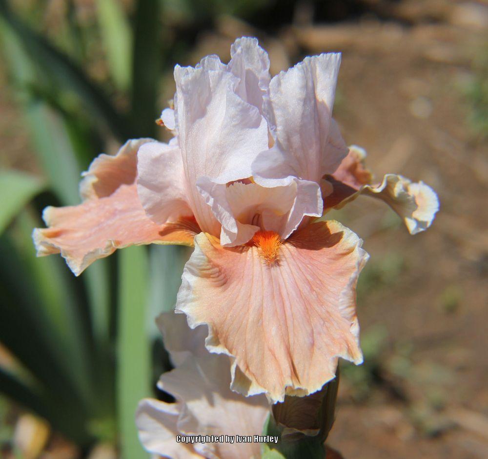 Photo of Tall Bearded Iris (Iris 'Magharee') uploaded by Ivan_N_Tx