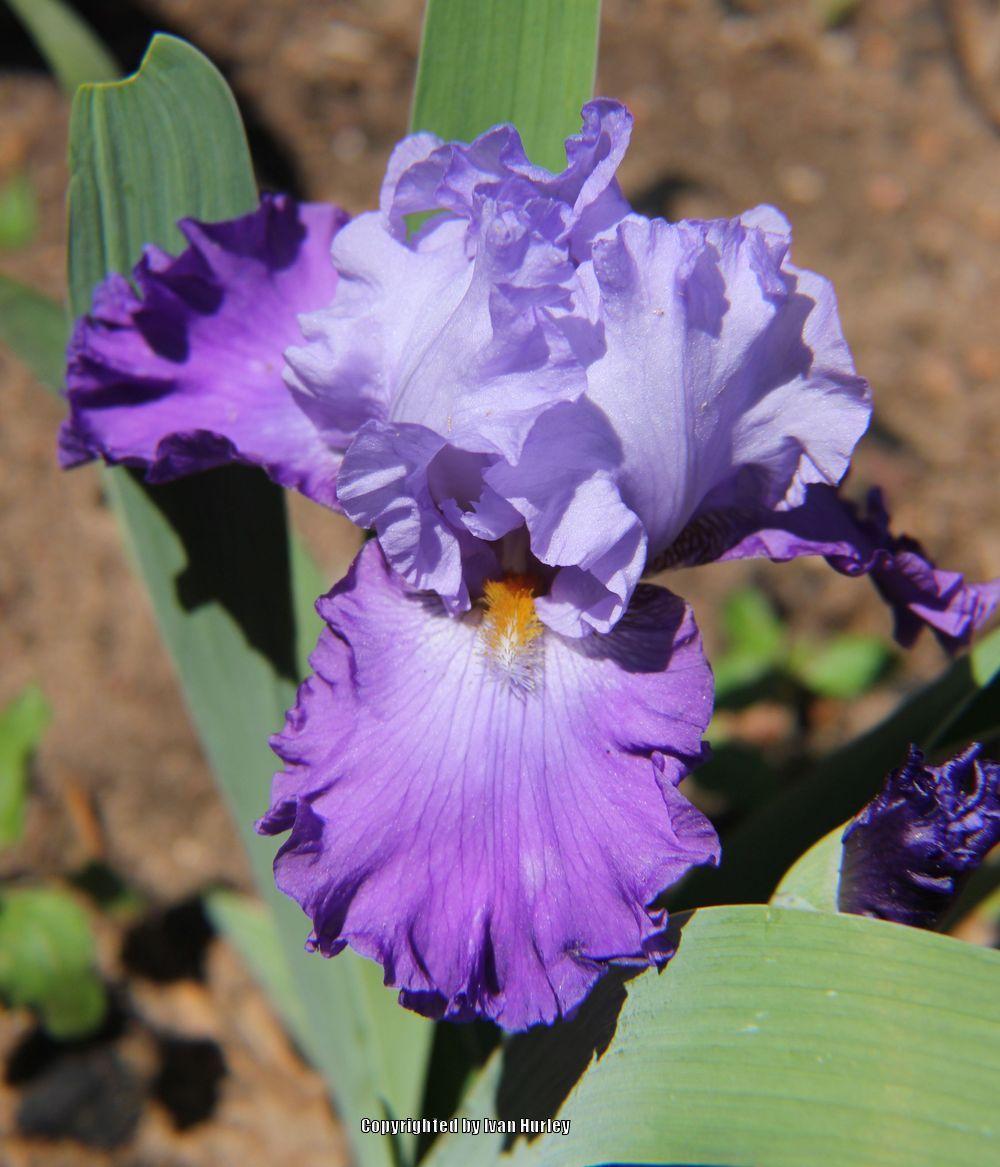 Photo of Tall Bearded Iris (Iris 'Born To Exceed') uploaded by Ivan_N_Tx