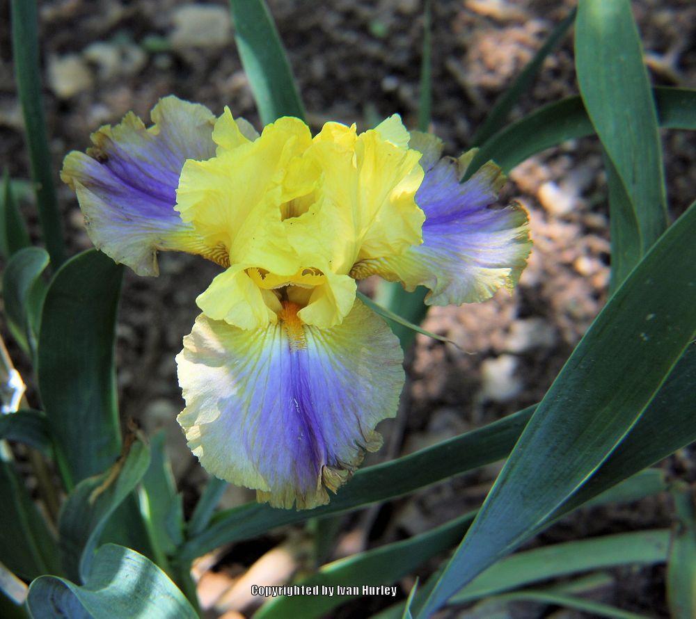 Photo of Tall Bearded Iris (Iris 'Can Can Dancer') uploaded by Ivan_N_Tx