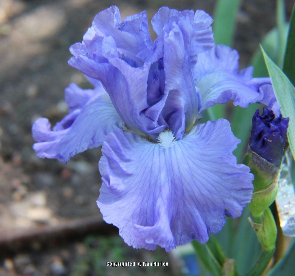 Photo of Tall Bearded Iris (Iris 'Delta Blues') uploaded by Ivan_N_Tx