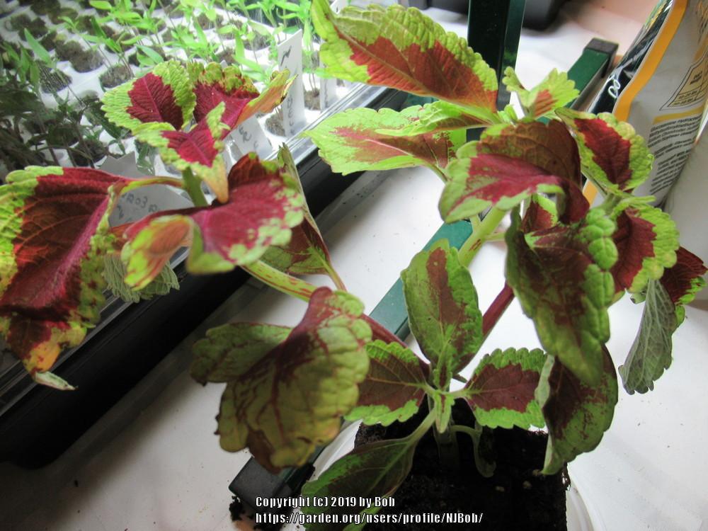 Photo of Coleus (Coleus scutellarioides 'Beckwith's Gem') uploaded by NJBob