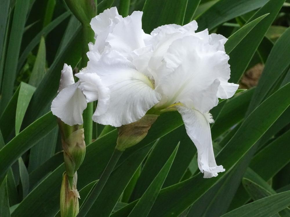 Photo of Tall Bearded Iris (Iris 'Immortality') uploaded by TNLaura