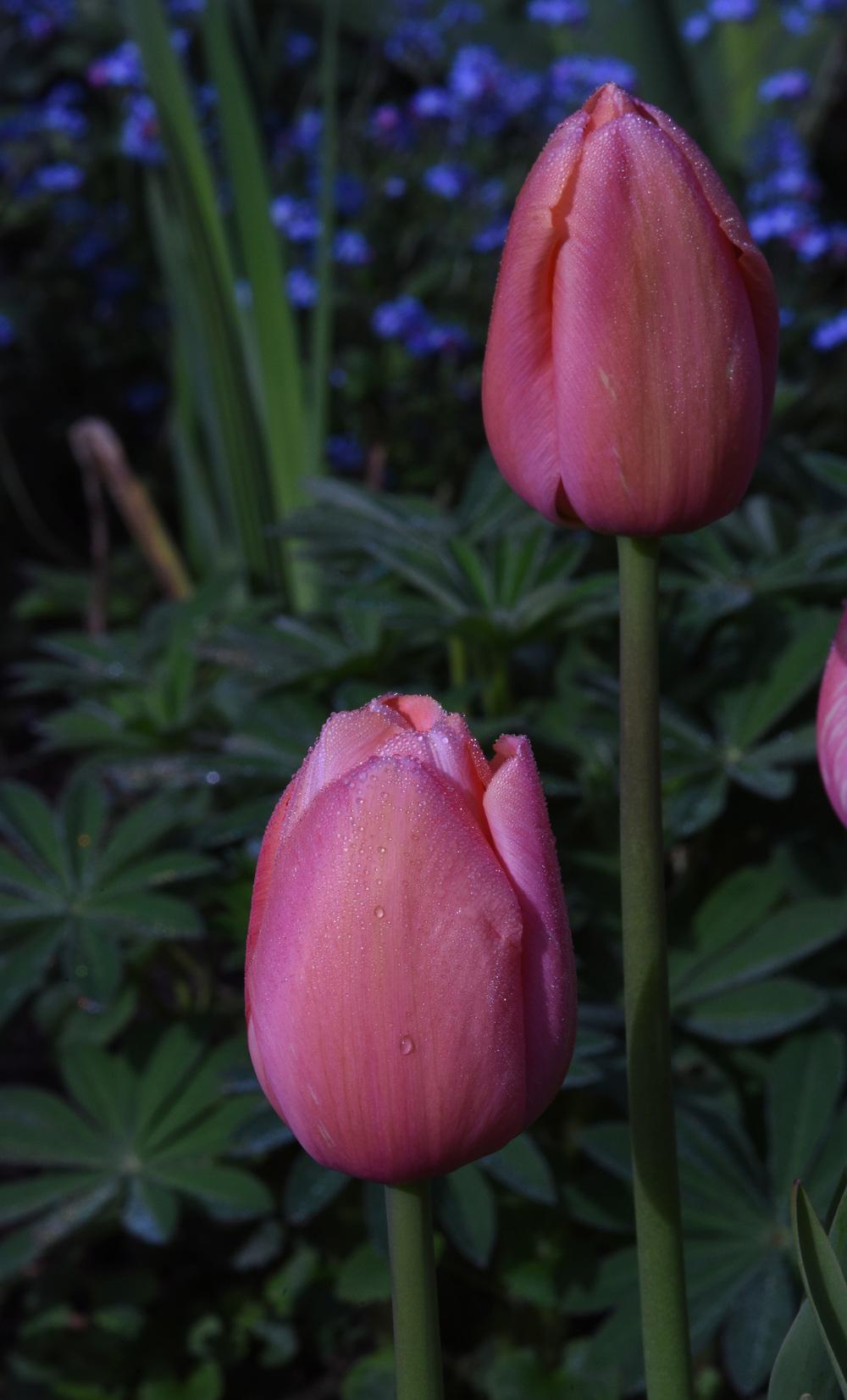 Photo of Single Late Tulip (Tulipa 'Menton') uploaded by cliftoncat