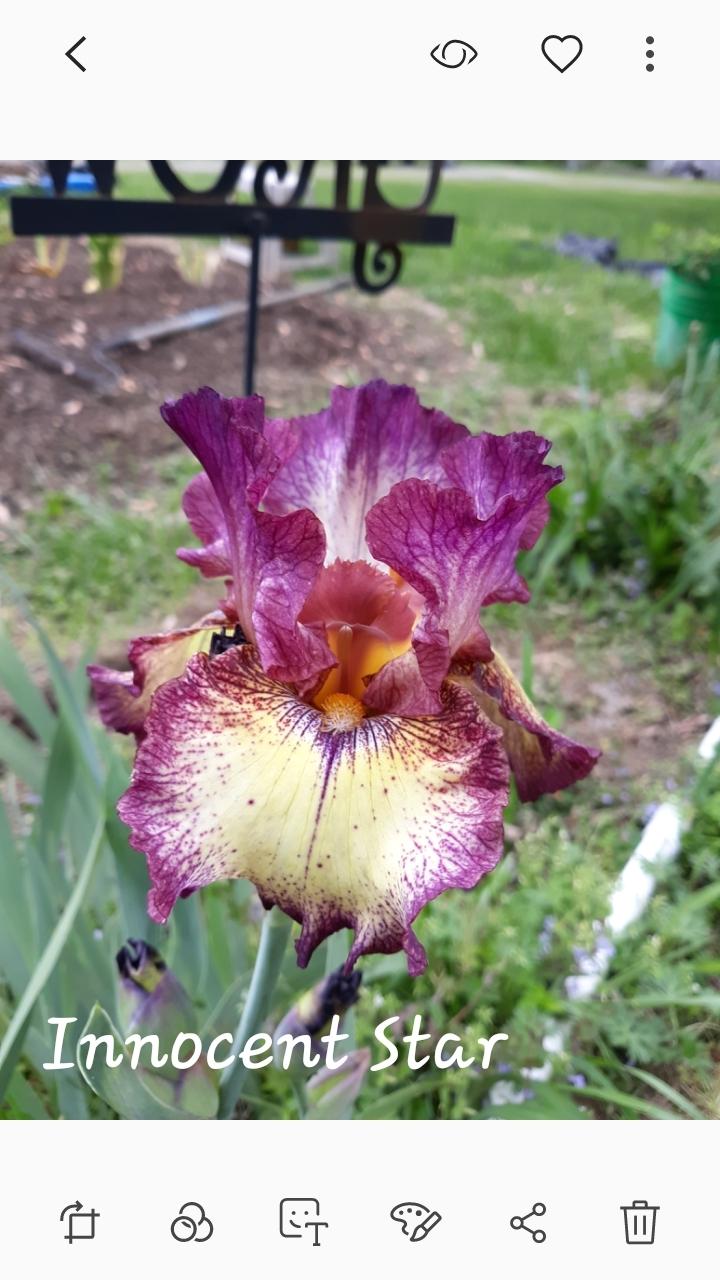 Photo of Tall Bearded Iris (Iris 'Innocent Star') uploaded by izmepeggy