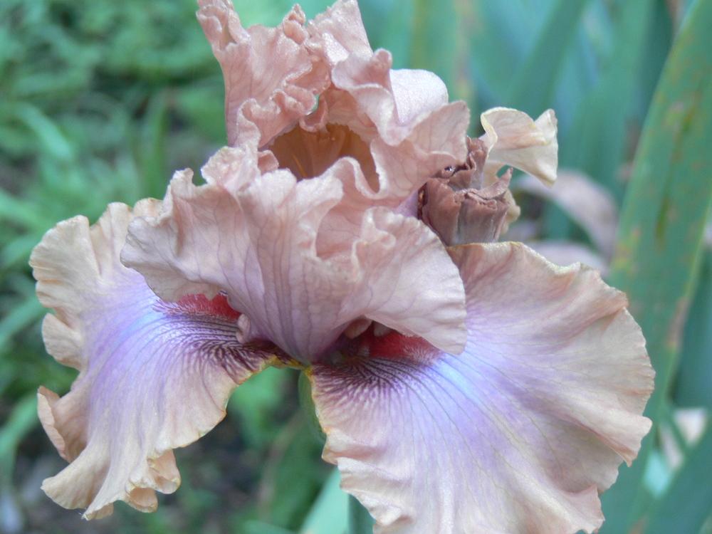 Photo of Tall Bearded Iris (Iris 'I Must Have It') uploaded by janwax