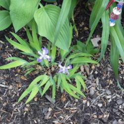 Location: Blaine TN
Date: 2019-04-26
Dwarf crested iris