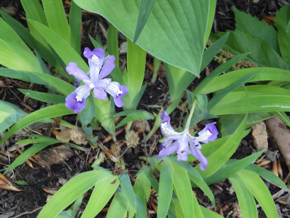 Photo of Species Iris (Iris cristata) uploaded by pdermer1x