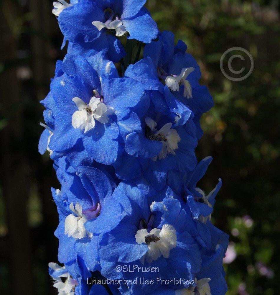Photo of Candle Delphinium (Delphinium elatum Aurora™ Blue) uploaded by DaylilySLP