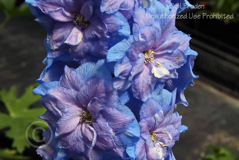Photo of Larkspur (Delphinium elatum New Millennium™ Blue Lace) uploaded by DaylilySLP