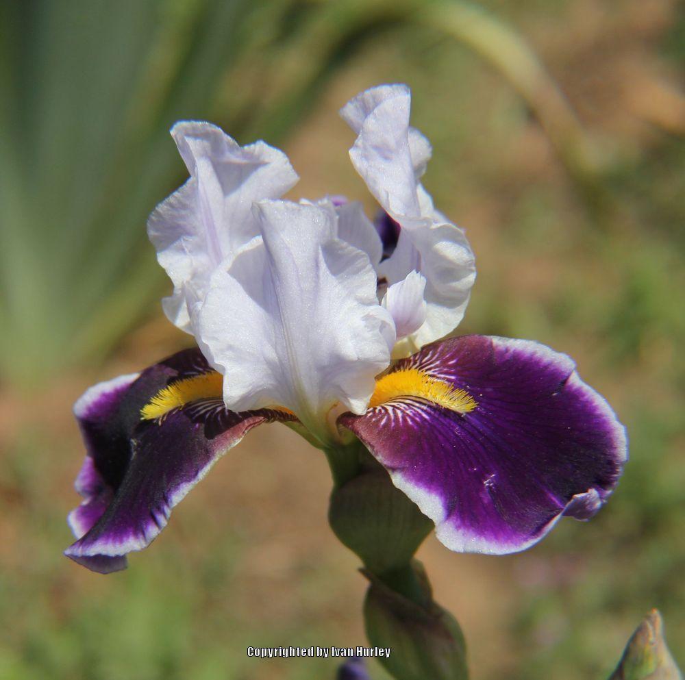 Photo of Tall Bearded Iris (Iris 'Melody') uploaded by Ivan_N_Tx