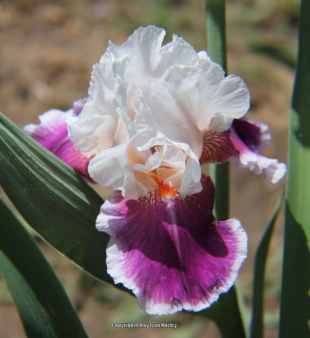 Photo of Tall Bearded Iris (Iris 'Ringo') uploaded by Ivan_N_Tx