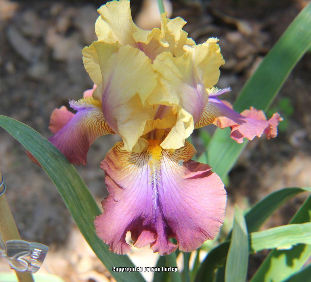 Photo of Tall Bearded Iris (Iris 'Trillion') uploaded by Ivan_N_Tx