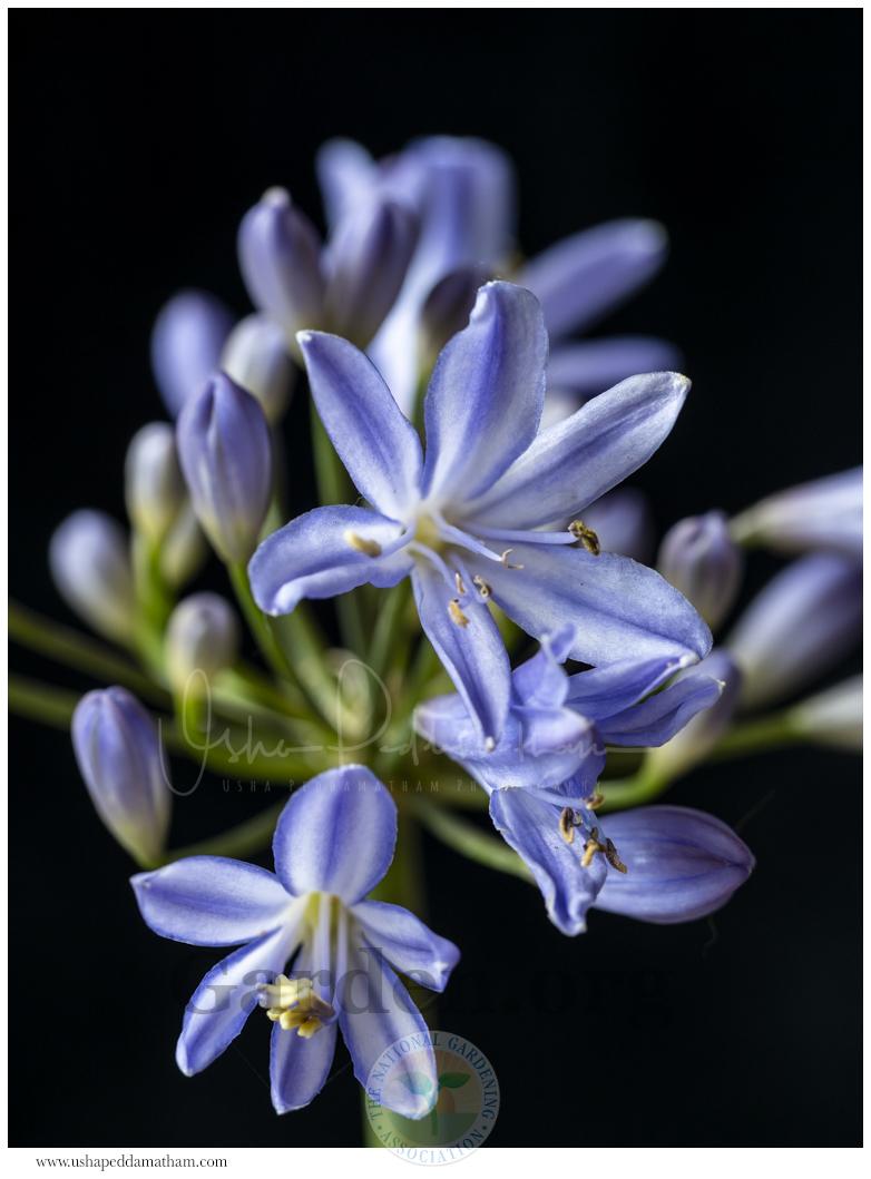 Photo of Lily of the Nile (Agapanthus Baby Pete) uploaded by Jacaranda