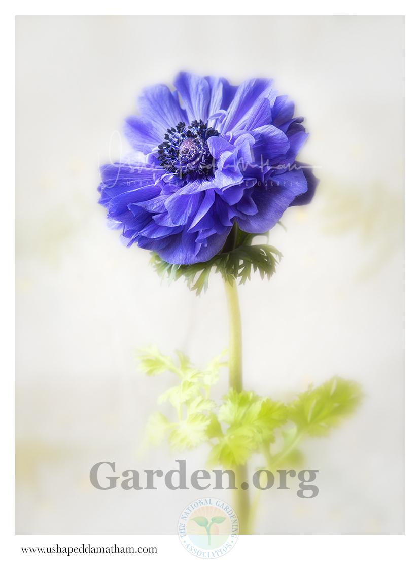 Photo of Grecian Windflower (Anemone coronaria 'Saint Brigid Mix') uploaded by Jacaranda