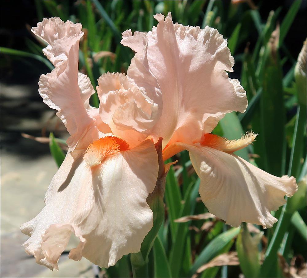 Photo of Tall Bearded Iris (Iris 'Coral Point') uploaded by Polymerous