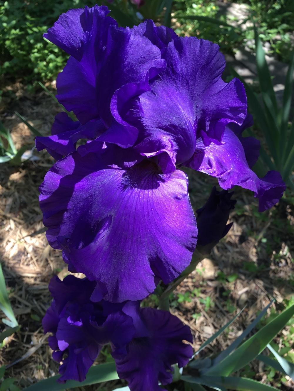 Photo of Tall Bearded Iris (Iris 'Florentine Velvet') uploaded by TexasShellie