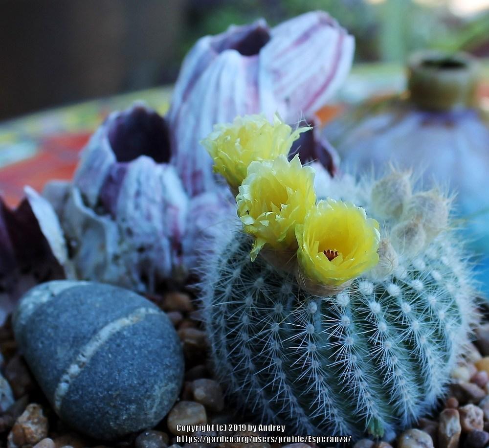 Photo of Silver Ball Cactus (Parodia scopa) uploaded by Esperanza