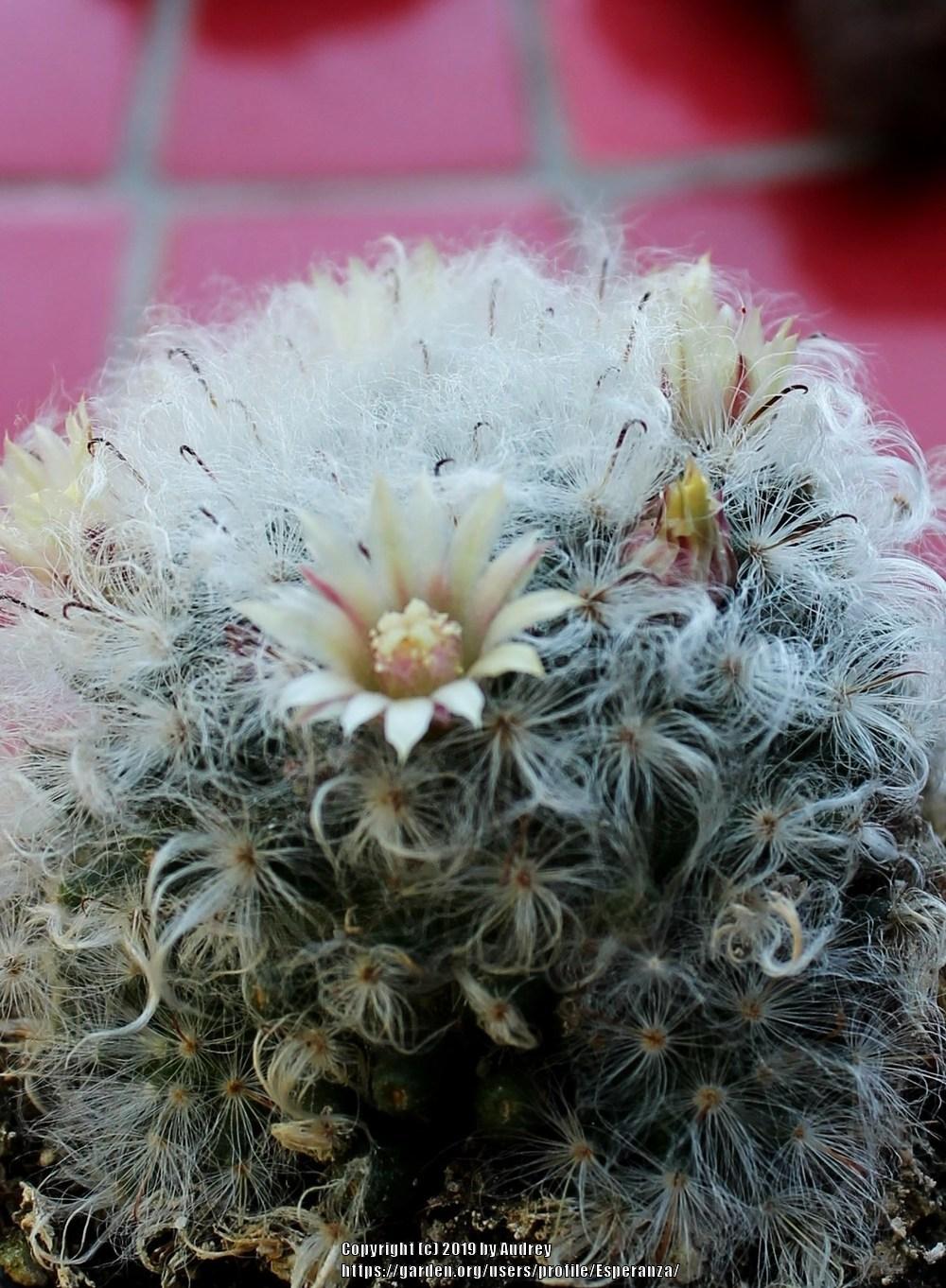 Photo of Feather Cactus (Mammillaria plumosa) uploaded by Esperanza