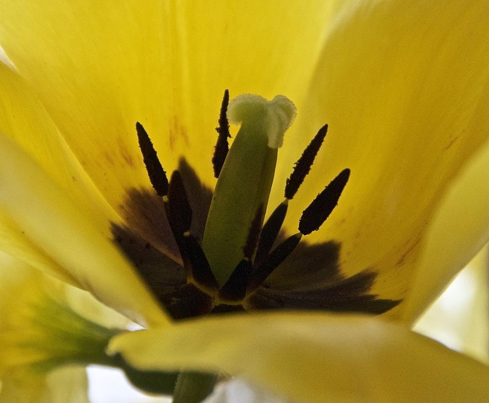 Photo of Darwin Hybrid Tulip (Tulipa 'Golden Oxford') uploaded by Fleur569