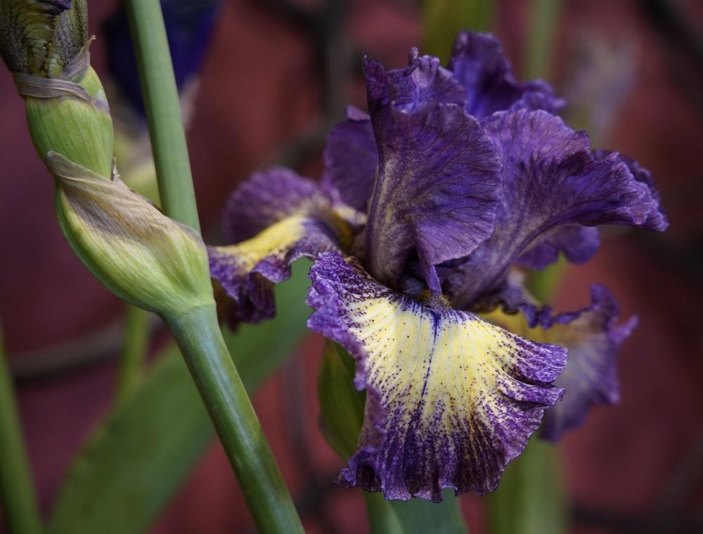 Photo of Tall Bearded Iris (Iris 'Foolish Dreamer') uploaded by Islandview