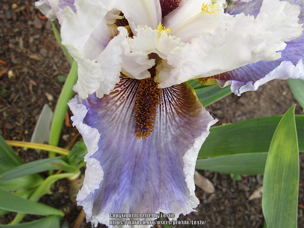 Photo of Tall Bearded Iris (Iris 'Pokin Around') uploaded by Lestv
