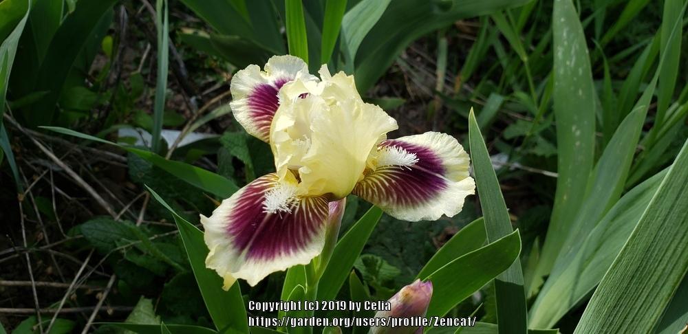 Photo of Standard Dwarf Bearded Iris (Iris 'Pippi Longstockings') uploaded by Zencat