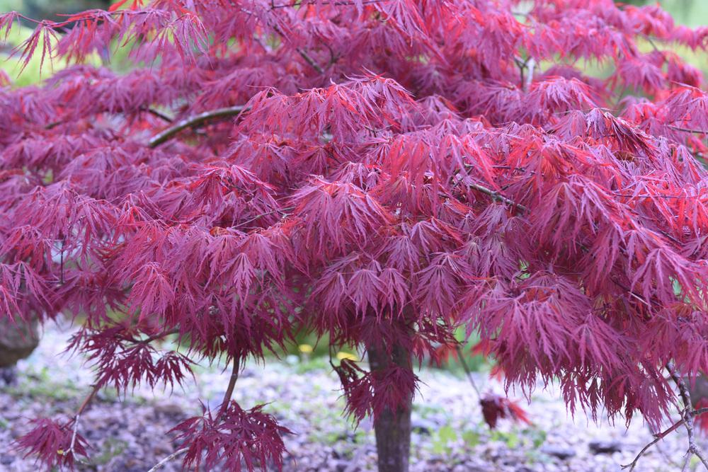 Photo of Cutleaf Japanese Maple (Acer palmatum 'Garnet') uploaded by cliftoncat