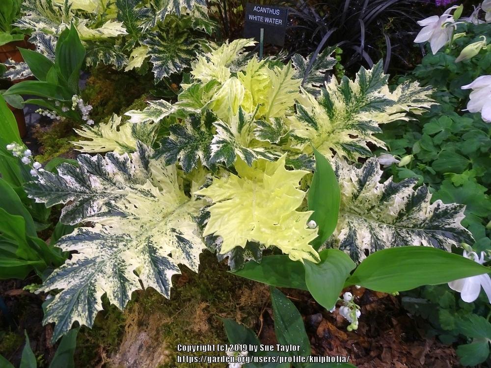 Photo of Bear's Breeches (Acanthus 'Whitewater') uploaded by kniphofia