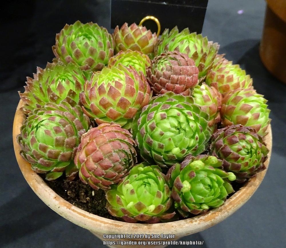 Photo of Rollers (Sempervivum globiferum subsp. glabrescens 'from Smeryouka') uploaded by kniphofia