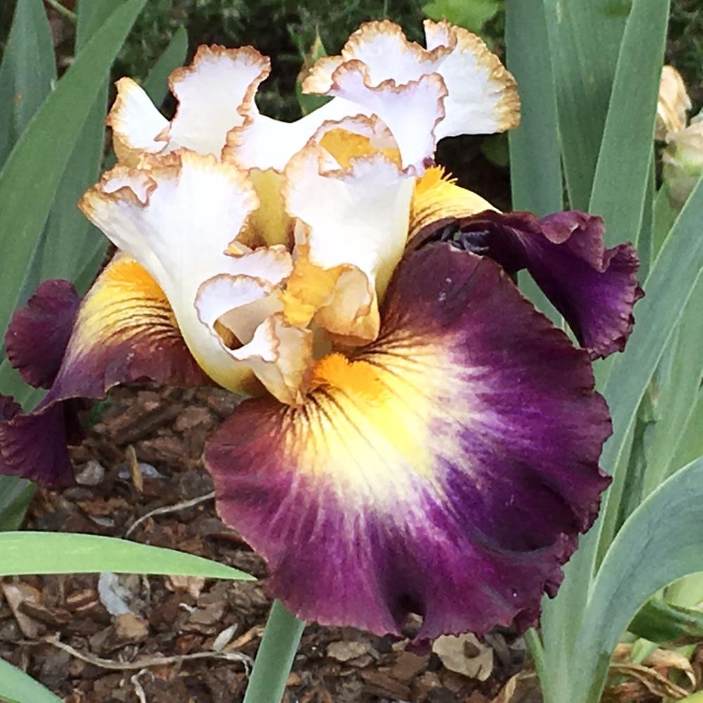 Photo of Tall Bearded Iris (Iris 'Superhero') uploaded by lilpod13