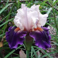 Location: My Caffeinated Garden, Grapevine, TX
Date: 2019-04-29
First bloom ever in my Caffeinated Garden!