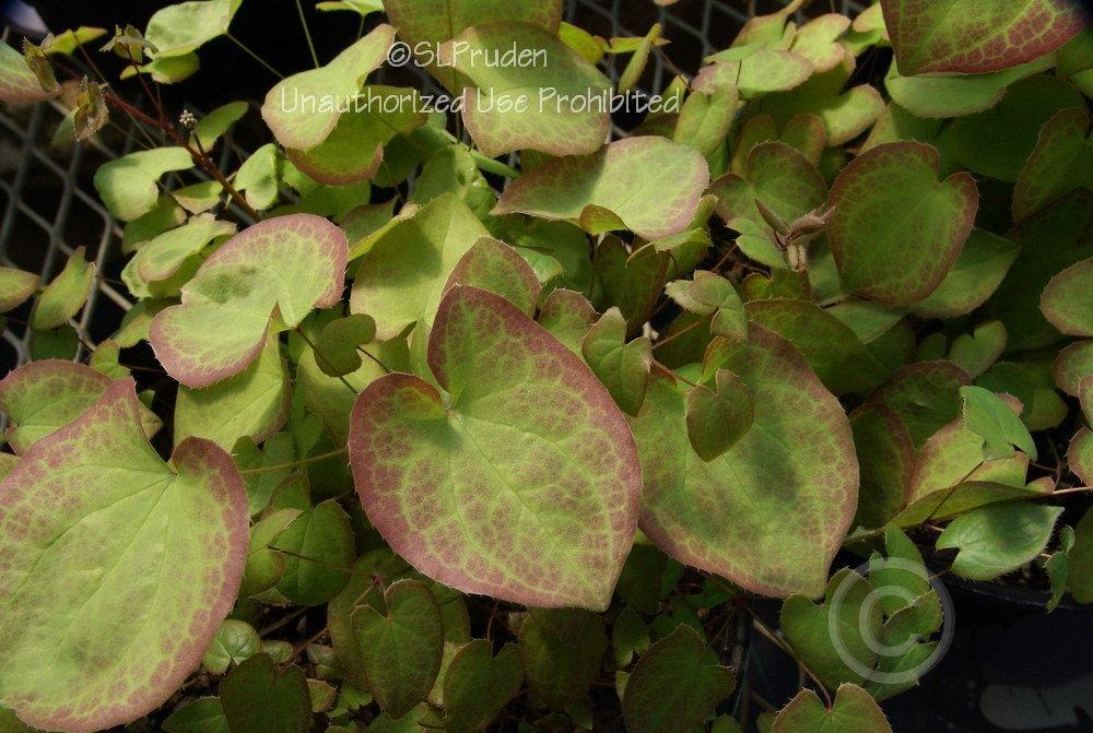 Photo of Barrenwort (Epimedium 'Sulphureum') uploaded by DaylilySLP