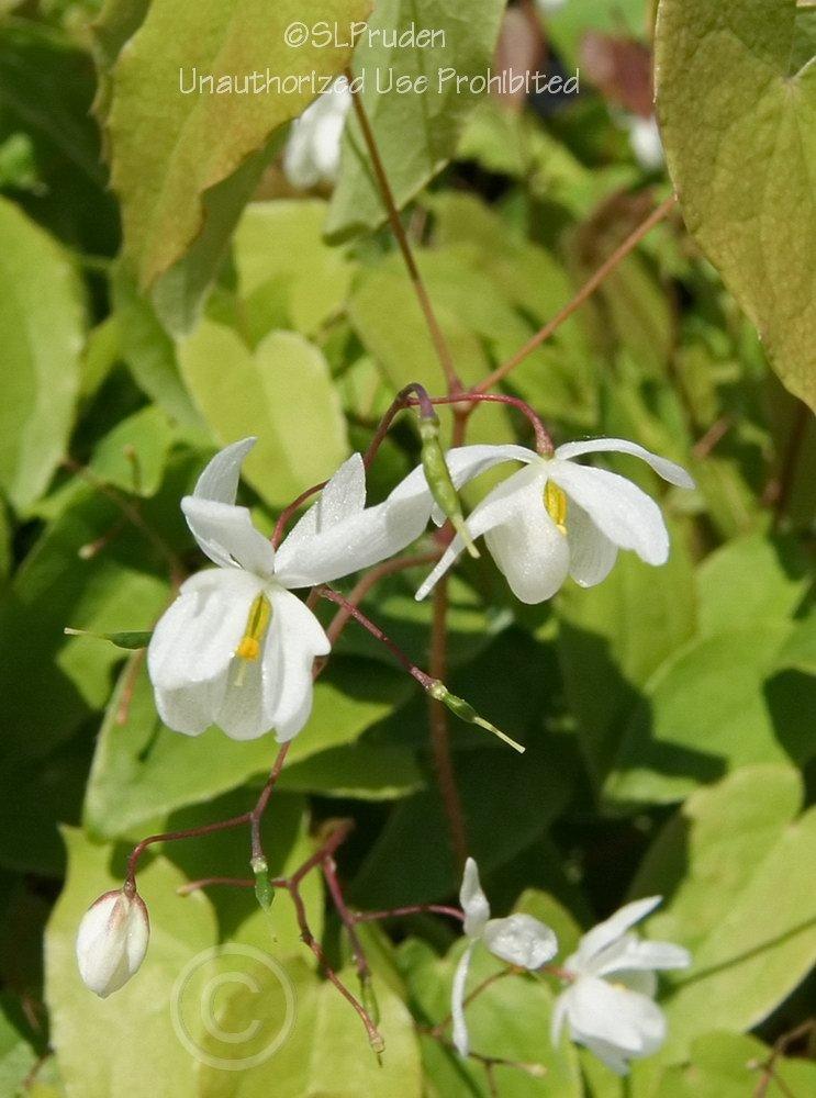 Photo of White Epimedium (Epimedium x youngianum 'Niveum') uploaded by DaylilySLP