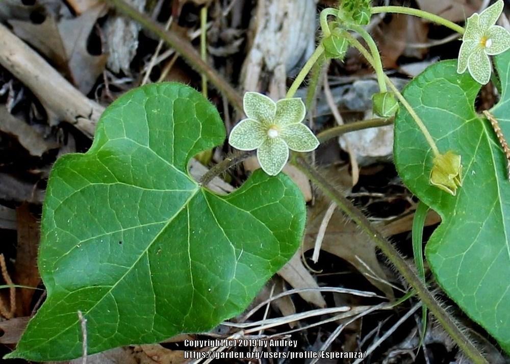 Photo of Pearl Milkweed Vine (Dictyanthus reticulatus) uploaded by Esperanza