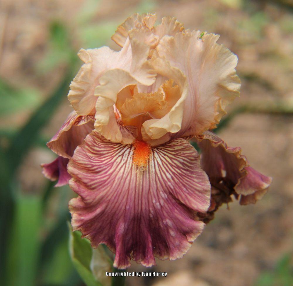 Photo of Tall Bearded Iris (Iris 'Full of Magic') uploaded by Ivan_N_Tx